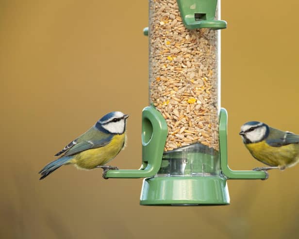 Photography Credits: RSPB