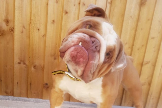 We’re in love with this pic of Paddy! He’s a two-year-old Bulldog who has been waiting to find his forever home for a while due to his specific needs. 
He likes to take his time getting to know new friends so he's looking for patient adopters who will come and visit him regularly to build a relationship. He is looking for an adult only home with no visiting children and very few visitors generally as he enjoys a peaceful life. He doesn't like to share with other dogs so he needs to be the only pet in his home. Since he needs to slowly build his confidence with the wider world, he needs a calm household in a quiet area with access to peaceful walks.