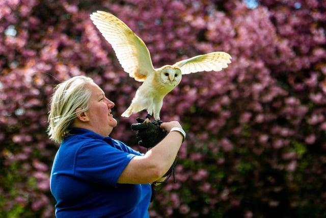 Owl Adventures brought their majestic birds to the carnival.