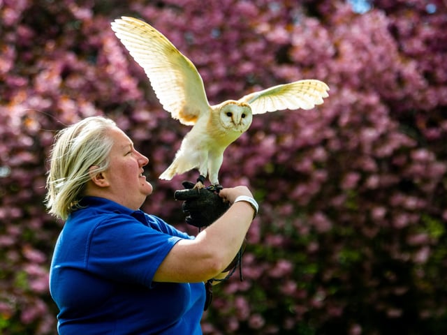 Owl Adventures brought their majestic birds to the carnival.