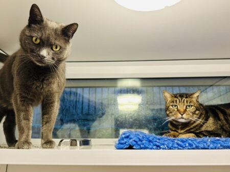 Misty (grey) loves to be stroked, eat Dreamies and have midday naps. Tigger (tabby) was nervous upon arrival at the centre but is now coming around to the RSPCA carers and letting them stroke him. They are aged approximately eight years old.