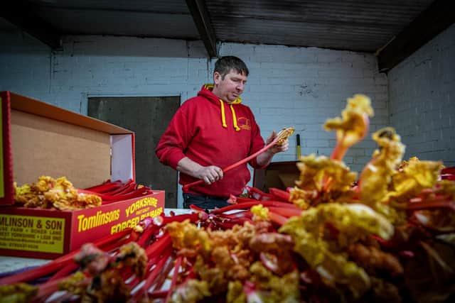 Robert Tomlinson boxing the Yorkshire forced rhubarb at the family farm in Pudsey, Leeds. Photograph by Tony Johnson.  13th February 2026