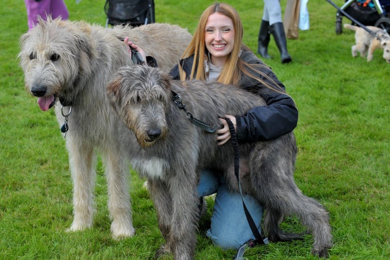Do not let the size fool you - these gorgeous Irish Wolfhounds are aged just two and six-months-old. Arlo and Merlin were brought down to Harewood House for the day by Claudia Porter.
