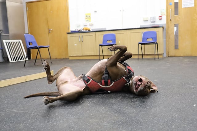 We caught Bailey enjoying himself at a play session! He’s a 5yr old Crossbreed who just loves life!  He is super smart and loves his training, will play all day and loves a good bum scratch too! He’ll need confident adopters who are happy to continue his training but in the right environment he will certainly blossom.