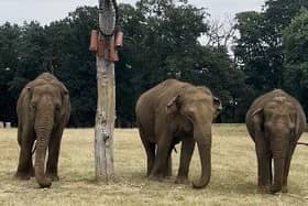 Tarli, Chandrika and Damini celebrating World Elephant Day with a sugar cane feast