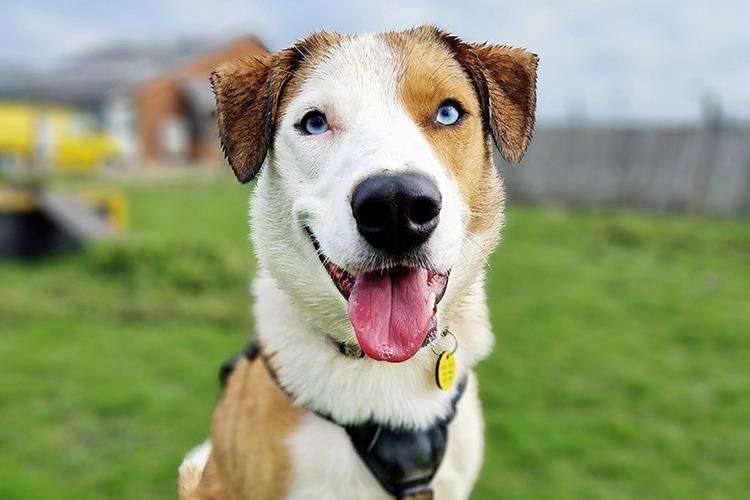 Cluedo is a handsome 10-month-old Border Collie and would suit adopters with the time and energy to do lots of training with him. He likes to stay active but also loves a snuggle on the sofa.