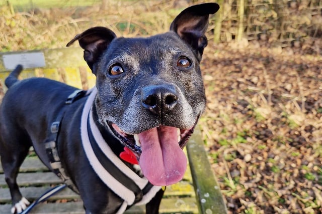 Another longer-term-lodger is Cheeka. She’s a 9yr old Staffy who has been waiting to find her forever home for over 18 months! We think that people may be put off by her age, but having spent time on a lovely woodland walk with her, she clearly hasn’t noticed that she’s 9! She’s full of energy and loves lots of attention from her human friends. We can see that in the right home she has so much to give, so if you are a true Staffy lover go and check her out!