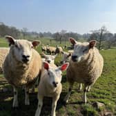 Farm animals