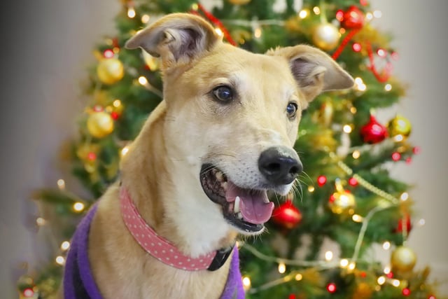 We are in LOVE with Jake’s special Christmas portrait!
He’s an eight-year-old Lurcher who needs very special adopters who will come and get to know him slowly due to his shyness around new people. We’ve seen how playful and affectionate he is once he has bonded so believe us when we say he’s well worth the time and effort!