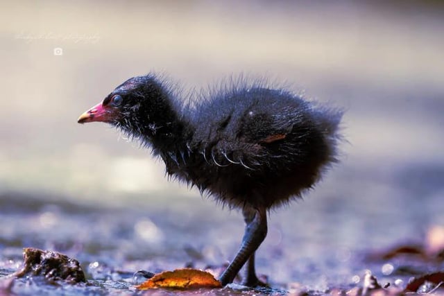 This is a baby Moorhen you can already see the red and yellow beak coming through these have black feathers from the start.