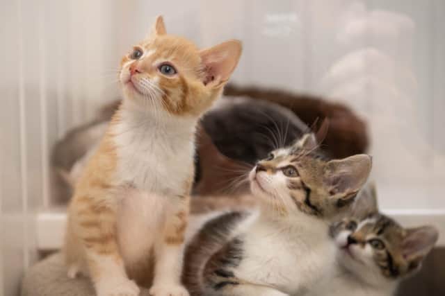 A few furry friends from Thornberry Animal Sanctuary