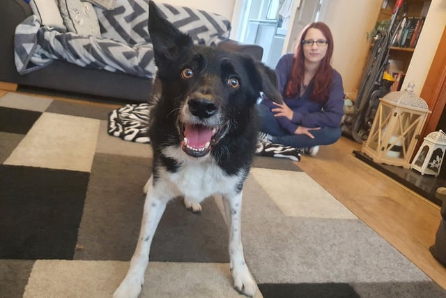Archie, a seven-year-old Border Collie who has been waiting to find his forever home for a while now, was treated to a few days out of kennels and joined his favourite handler Meg at her home. As you can tell by the pic, he had a great time and enjoyed some fun walks, lots of garden playtime and loads of fuss and attention. Meg told us he was the perfect house guest with no accidents but lots and lots of fun! Let’s hope his forever home is just around the corner.