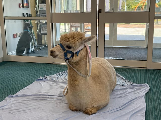 Colin the Alpaca