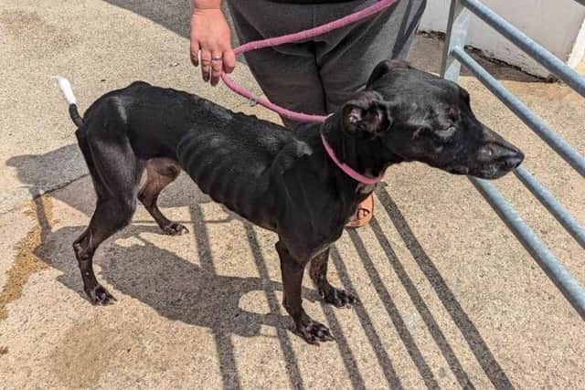 They were also covered in fleas and due to their poor state of health the vet reported the matter to the RSPCA, who are investigating.