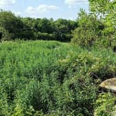 Located in a woodland behind the Old British Oak Hotel on Aberford Road in Wakefield, is the overgrown and rotting remains of a mysterious car cemetery.