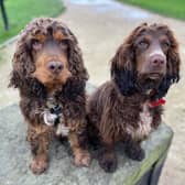 Bruce, left, with his puppy River, right