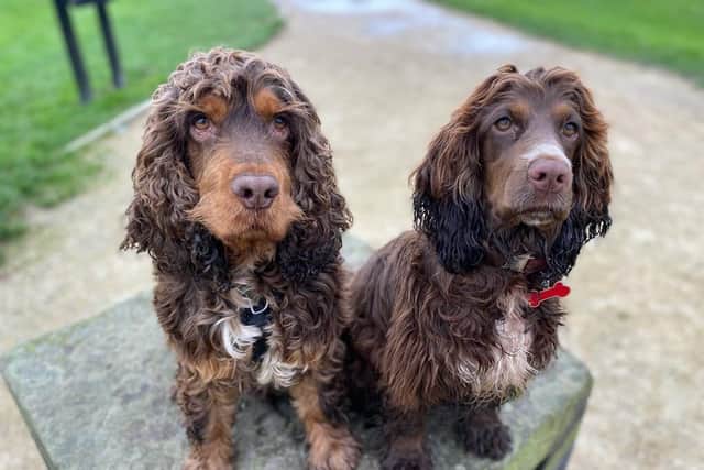 Bruce, left, with his puppy River, right