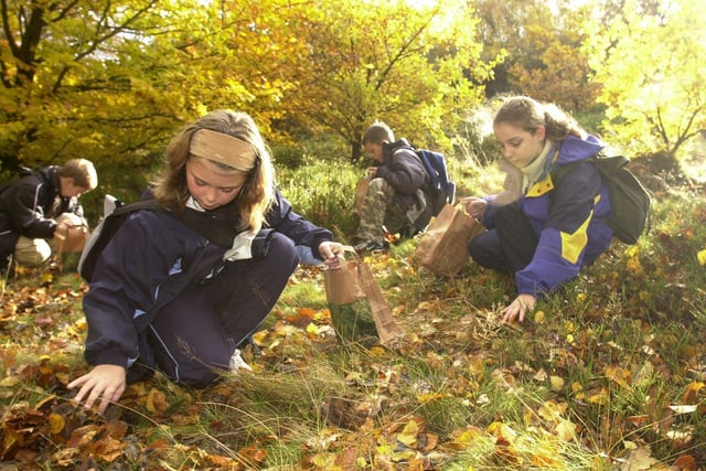 Pupils from St Joseph's Primary  - Shannon Stringwell, Alice Duggan, Joe Dykes, and Joshua Reynolds  - collect seeds on Otley Chevin in November 2003.