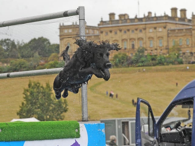 This cocker spaniel loved the water.