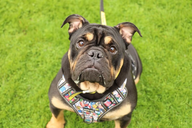 Rolo is a lovely 2yr old Bulldog who is currently carrying a few extra pounds so will need his new family to help him reach his weight loss goals. He’s very dog social but due to a skin condition he won’t be able to share with any other pets for now. Our Vet will discuss his condition in more detail. He’ll be fine with secondary school aged kids who are confident around dogs. Rolo is such a gorgeous boy! He’s friendly with everyone he meets, is super playful and being very foody too, he loves his training. He’ll fit right into any active family who will give him the time and love he deserves.