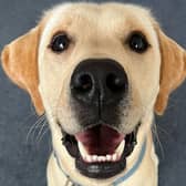Trainee support dog Ellis has a giggle