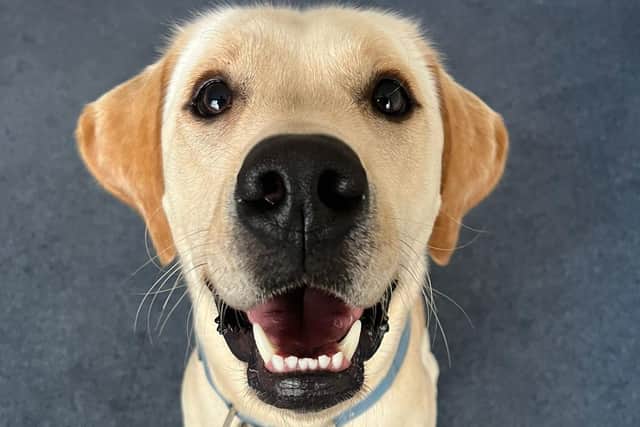 Trainee support dog Ellis has a giggle