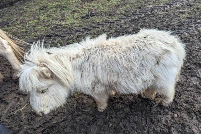 Palomino Shetland miniature pony Waffles was described as having a coat that was “dull and scurfy with a heavy lice infestation”.