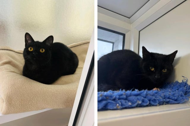 These lovely girls are around a year old and are domestic short hair cats. They are both full of energy and love to play, and could live with children of secondary school age.