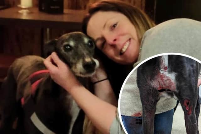 Tracey Tennant, pictured with her dog, Liquorice, and, inset, his injuries after being attacked. Pictures: Tracey Tennant/SWNS.