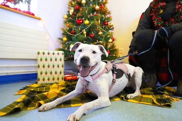 We caught Mila having a sneaky peek at some of the Christmas presents under the tree!
She’s a fabulous five-year-old Crossbreed who is full of all the fun personality you’d expect from her bully breed! She loves people and enjoys nothing more than a good walk followed by snuggles on the sofa. What’s not to love?