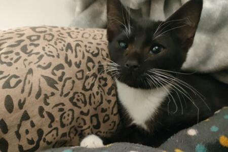 Domestic short hair Arthur may have a hole in his heart, but that doesn't stop this five-month-old kitten from being happy and playful. He is looked for an experienced, cat savvy family willing to give him plenty of time and monitor his condition closely.