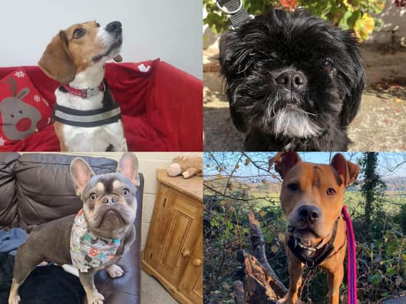 Here are the 18 rescue dogs in Sheffield and South Yorkshire from the RSPCA and Thornberry Animal Sanctuary who are up for adoption. Photo by RSPCA/Thornberry/BeFunky.