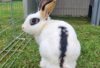 Meet Sydney, a one-year-old crossbreed male rabbit.
Sydney can be a little shy and prefers you to sit quietly with him, rather than pick him up. He is still very sweet and inquisitive and loves to eat treats out of your hand.
Sydney is looking for a female companion to fill his lonely days. He could live with children of any age.
To adopt Sydney see: https://rspca-radcliffe.org.uk/animal/sydney/