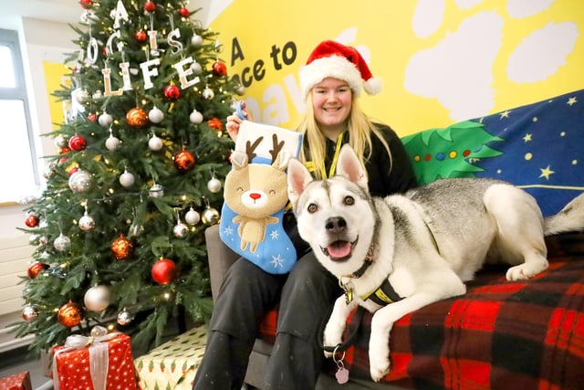 Sophie, an eight-year-old Husky, had her stocking ready to hang up on her kennel on Christmas Eve. She’s very friendly with everyone she meets and the more she gets
to know you, the more you’ll see her affectionate, snuggly side come through. She would thrive with an active family.