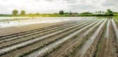 Farmers are really struggling after so much rain has fallen. Photo: Adobe