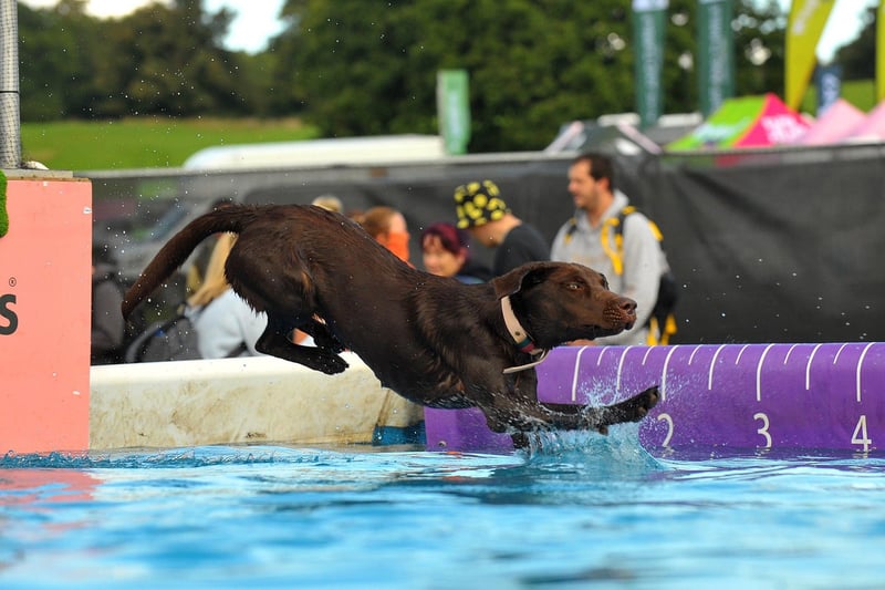 This playful pup was not afraid to dip its paws into the water, impressing spectators as they watched on.