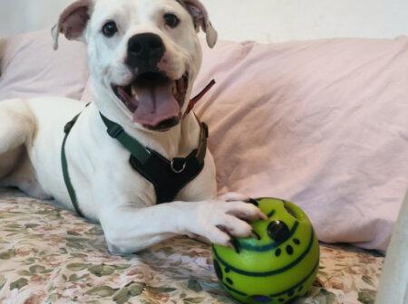 Zeus is a staffie X aged approximately three years old. He is a happy chap with bundles of energy who is looking for an experienced family who can keep up with his training and give unconditional love.