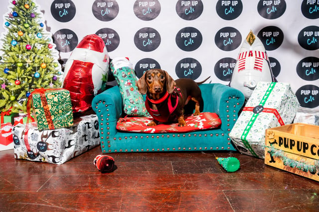 The event, organised by Pup Up Cafe, was a hit with owners and canines alike - including gorgeous Ella, pictured here relaxing on the sausage sofa.