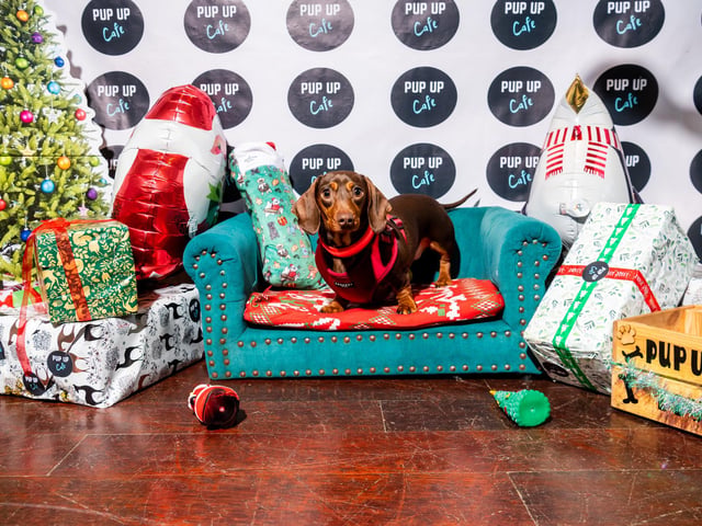 The event, organised by Pup Up Cafe, was a hit with owners and canines alike - including gorgeous Ella, pictured here relaxing on the sausage sofa.