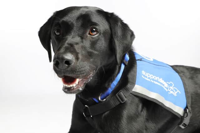 Trainee support dog Mason