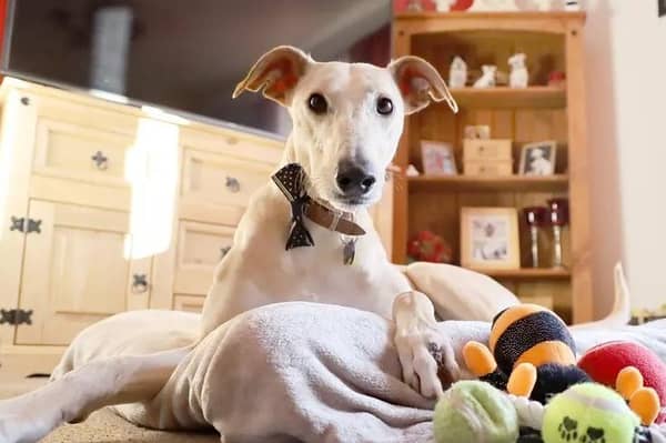 Four-year-old Rory is looking for his forever home.