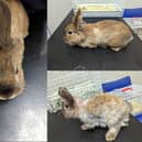 The female bunnies were discovered by a dog which was being walked in woods in West Yorkshire (Photo: RSPCA)