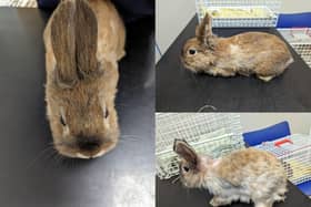 The female bunnies were discovered by a dog which was being walked in woods in West Yorkshire (Photo: RSPCA)