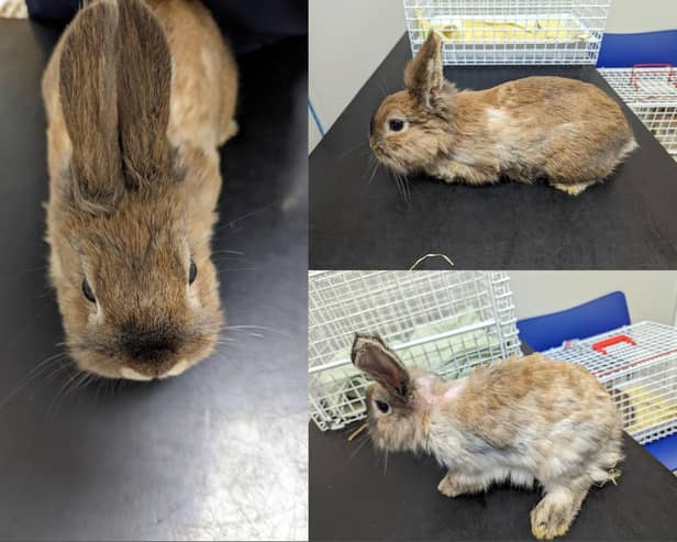 The female bunnies were discovered by a dog which was being walked in woods in West Yorkshire (Photo: RSPCA)