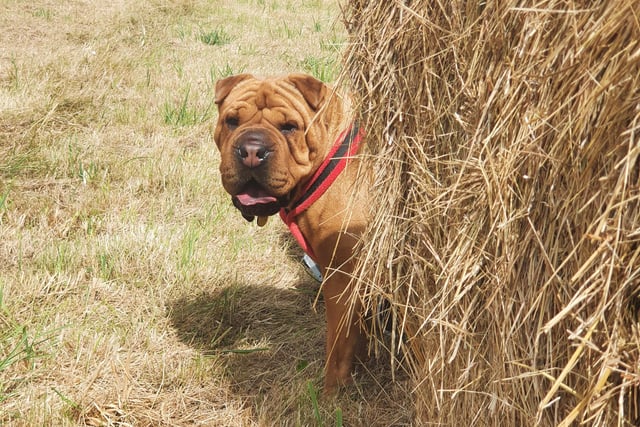 We had a fun game of hide ‘n’ seek with Edie! 
She’s a super adorable three-year-old Shar Pei who, although worried by new people, is loads of fun and very affectionate once she knows you.
She loves using her nose to sniff out fun things, so hiding in the hay bales is the perfect game for her!