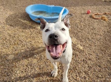 Diesel is a Staffie X aged approximately 11. He loves people and is looking for a new place to call home despite enjoying time with his foster parents.