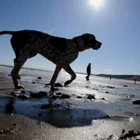 Here are seven places you can't take your dog