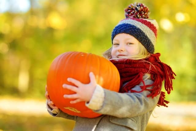 These are the best spots in Yorkshire for picking your own pumpkins (Photo: Shutterstock)