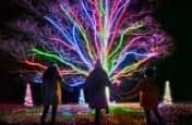 Neon Tree by Culture Creative, My Christmas Trails. PIC:  Richard Haughton/Sony Music