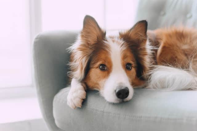 Money saving tips for pet owners